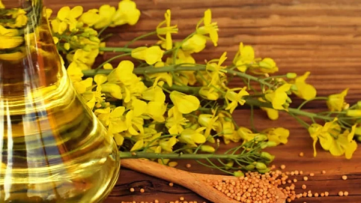 Рапсовое масло: польза и недостатки | Среди своих | Дзен