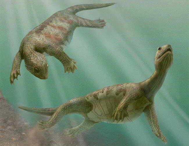 Фото автора: открытый источник/древняя черепаха (Odontochelys semitestacea)