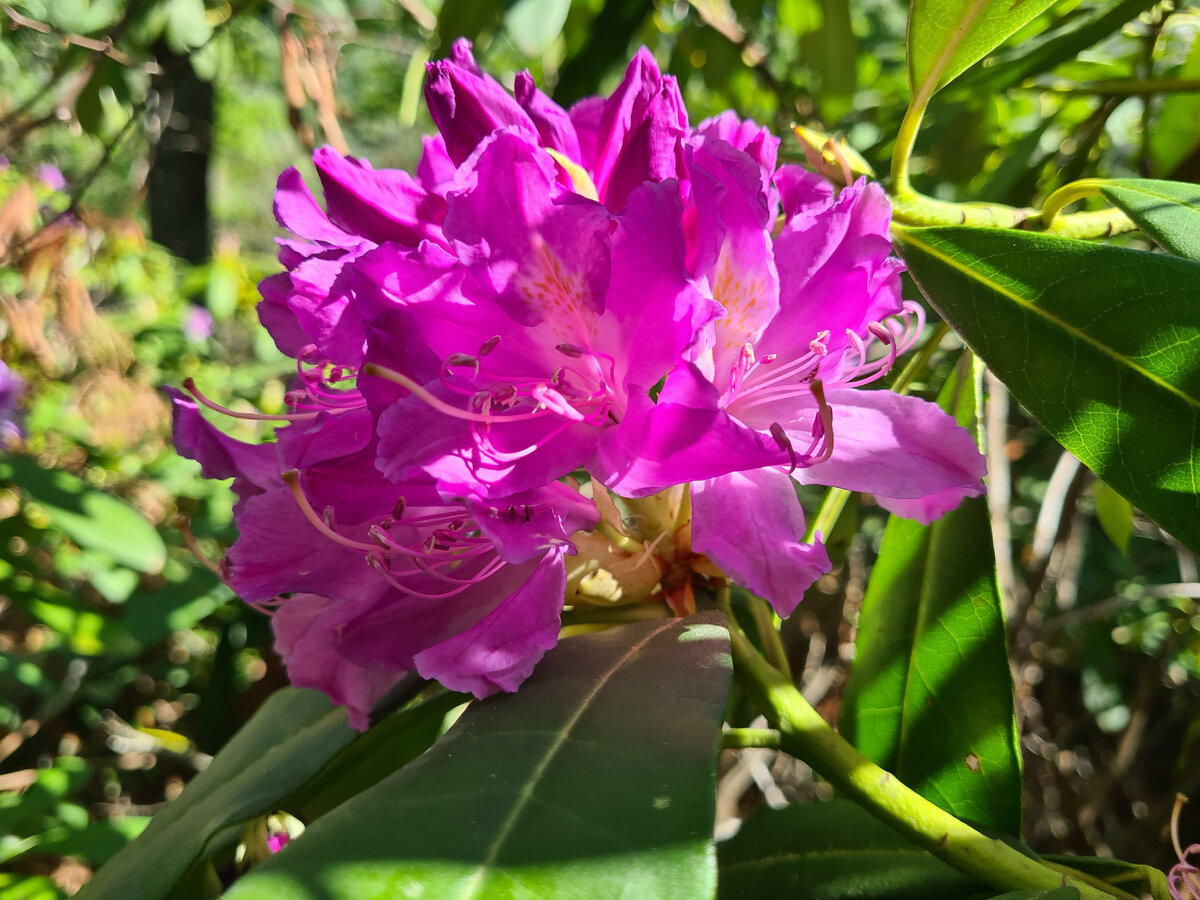 Рододендрон понтийский