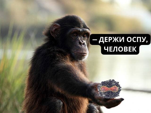 В Швеции и Италии подтвердили первый случай заражения человека оспой обезьян. 

2022, иди нахуй.
