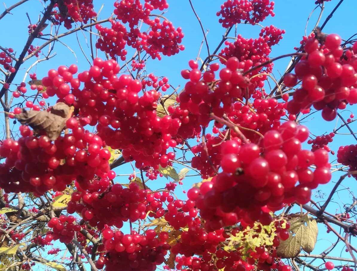 Фото автора.