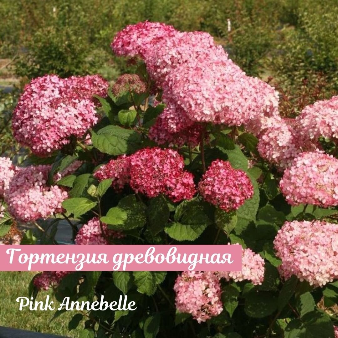 Та самая СУПЕР-объёмная и воздушная! Pink Annebelle Не со всеми цветами надо быстро прощаться, обратите внимание, что цветение гортензии Пинк Аннабелль занимает не меньше 3 месяцев.-2