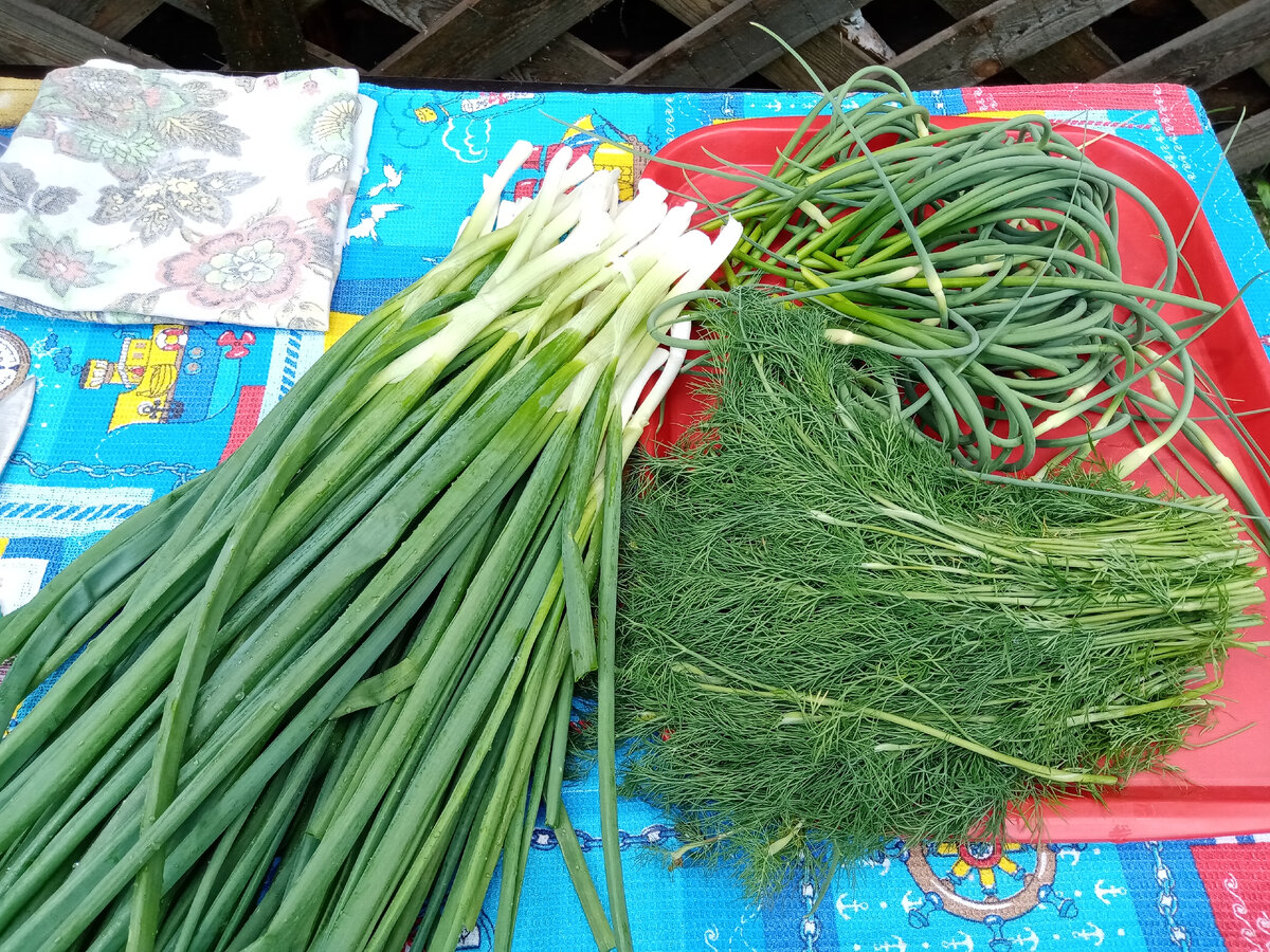 лук, стрелки и укроп