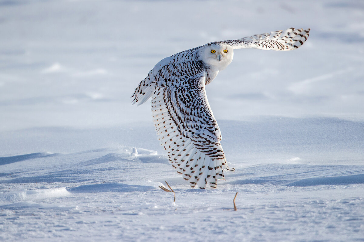 Youmans Hsiong  (USA), Snow Owl Fly in Snow Storm/Снежная сова летит в снежную бурю