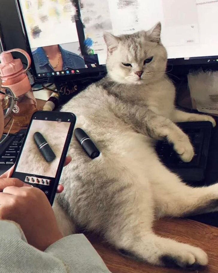 Ð¡Ð¼ÑÑÐ»ÑÐ½ÑÐµ ÐºÐ¾ÑÐ¸ÐºÐ¸, ÐºÐ¾ÑÐ¾ÑÑÐµ ÑÐµÑÐ¸Ð»Ð¸, ÑÑÐ¾ ÑÐ²Ð°ÑÐ¸Ñ ÑÐ¸Ð´ÐµÑÑ Ð½Ð° ÑÐµÐµ Ñ ÑÐ¾Ð·ÑÐ¸Ð½Ð°, Ð¸ Ð½Ð°ÑÐ»Ð¸ ÑÐ°Ð±Ð¾ÑÑ