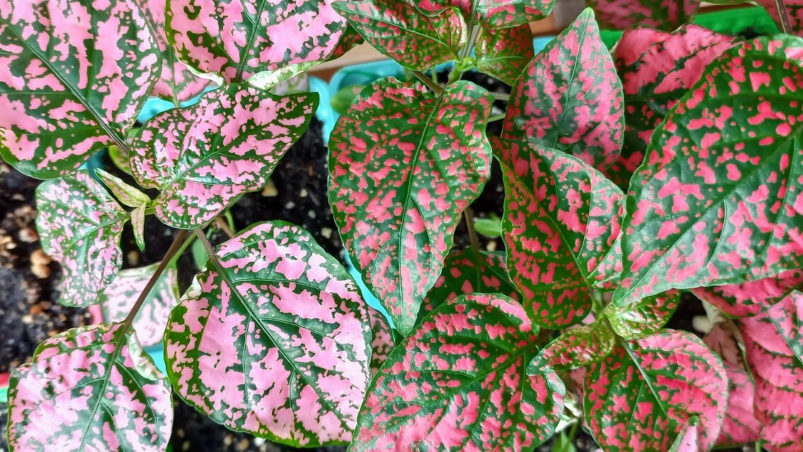 Ну красивая же расцветка!