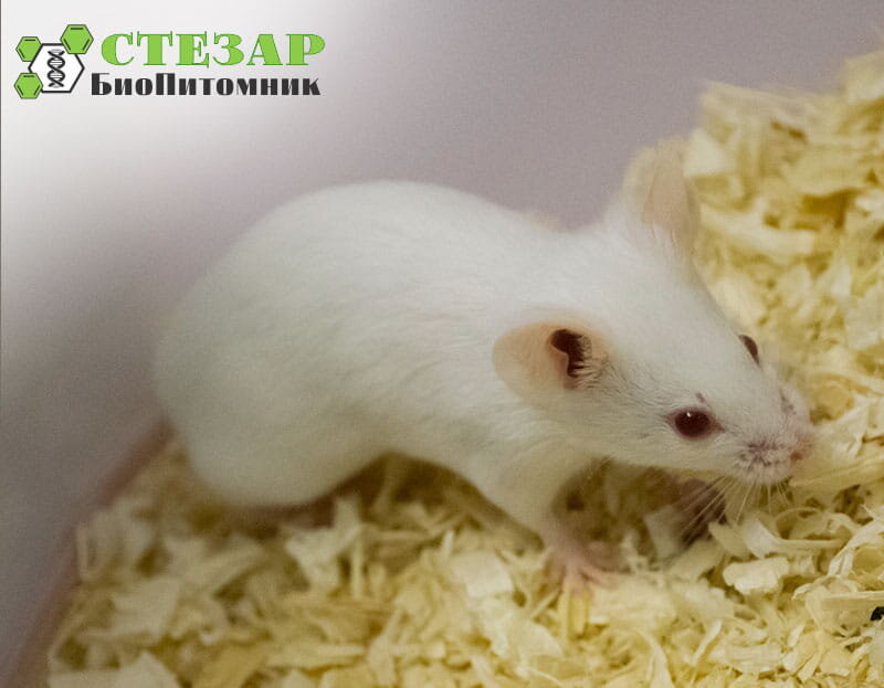 Линейные мыши BALB/C в БиоПитомнике Стезар / Фото с нашего сайта www.biopitomnik.ru