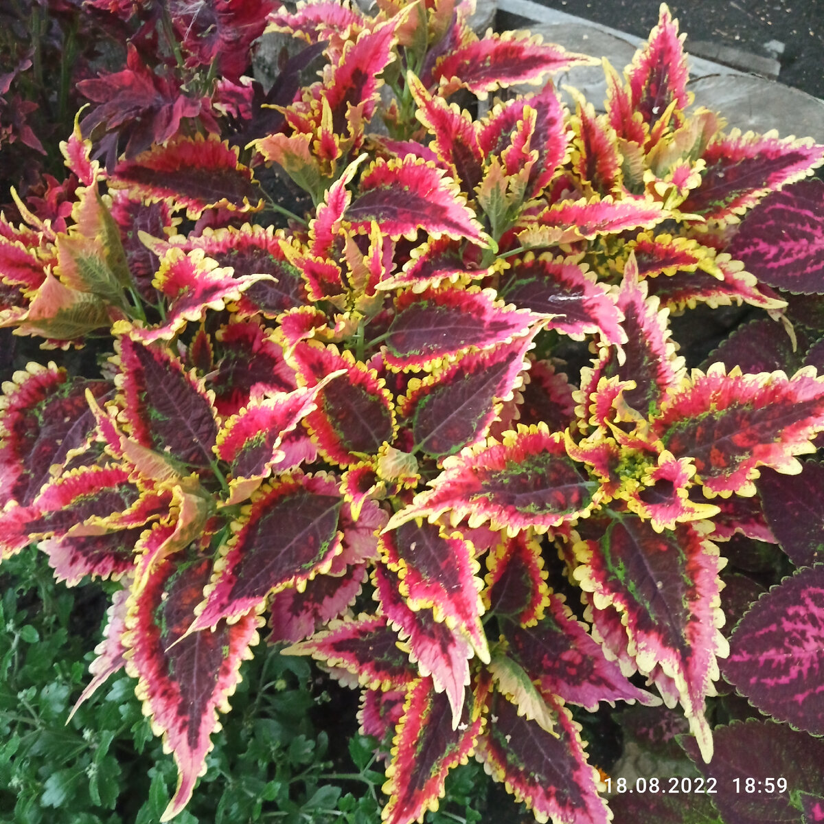 Колеус Сейлор Флер ( фото автора канала) 