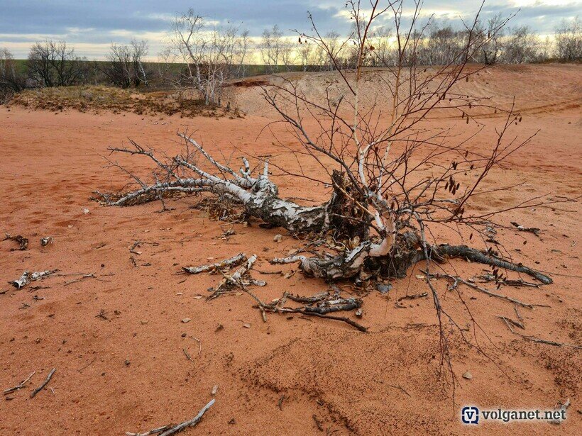    Необычные деревья. Фото: volganet.net