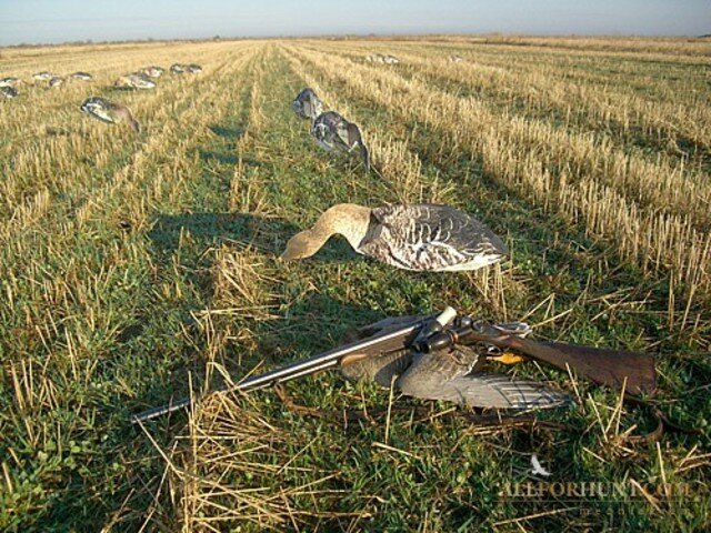 моды на гуся. моды на гуся. моды на гуся. охота на гуся в воскресенске 2023. Lotro гусыня и гусь.