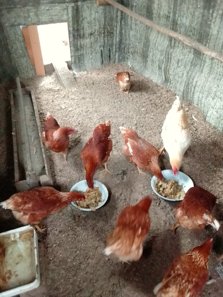 Куры едят вареные очистки картофельные,морковные,капустные