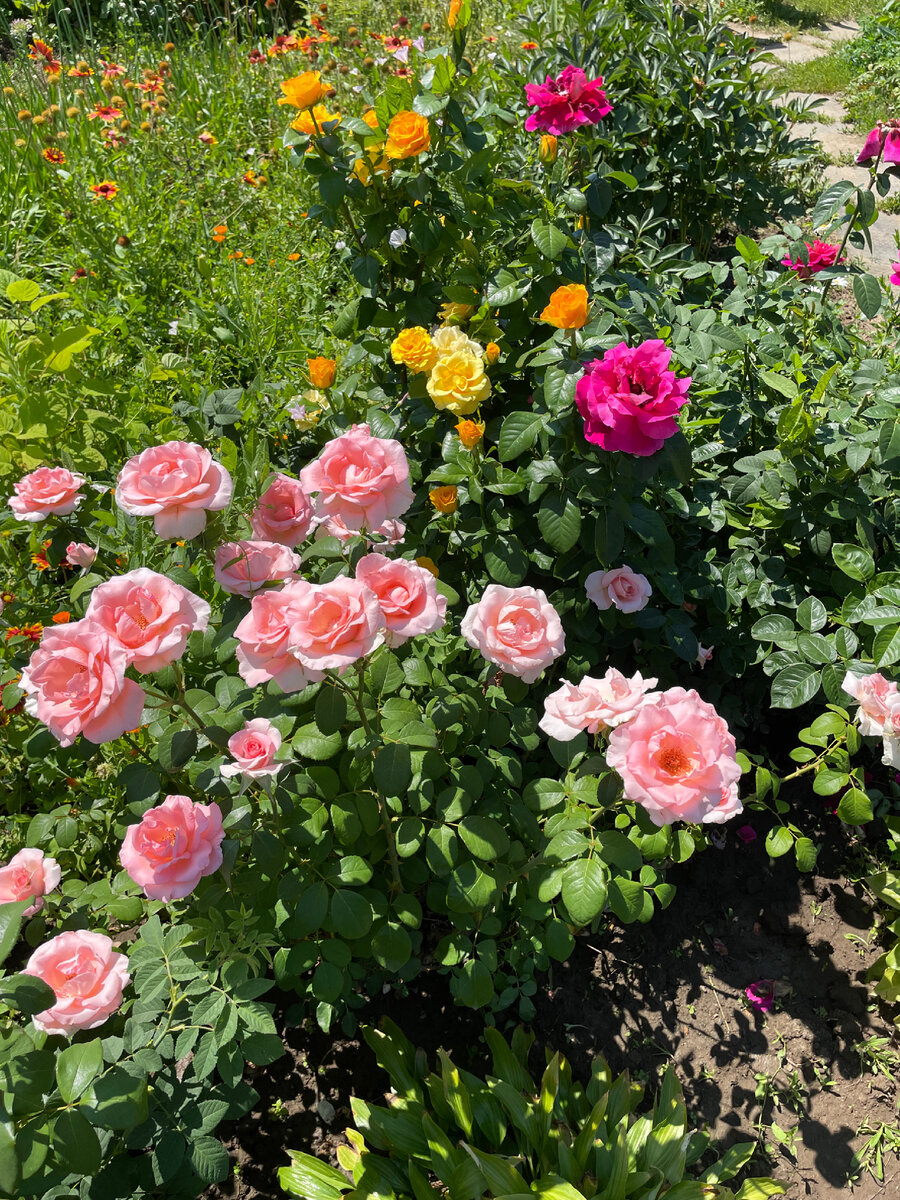 Наш розарий 