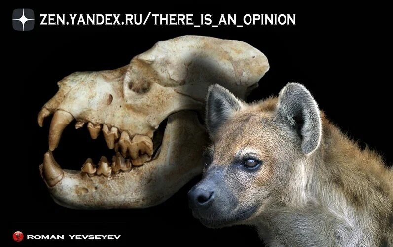 Сравнение черепа динокрокуты и современной пятнистой гиены. А троюродный прапрадед был огого…