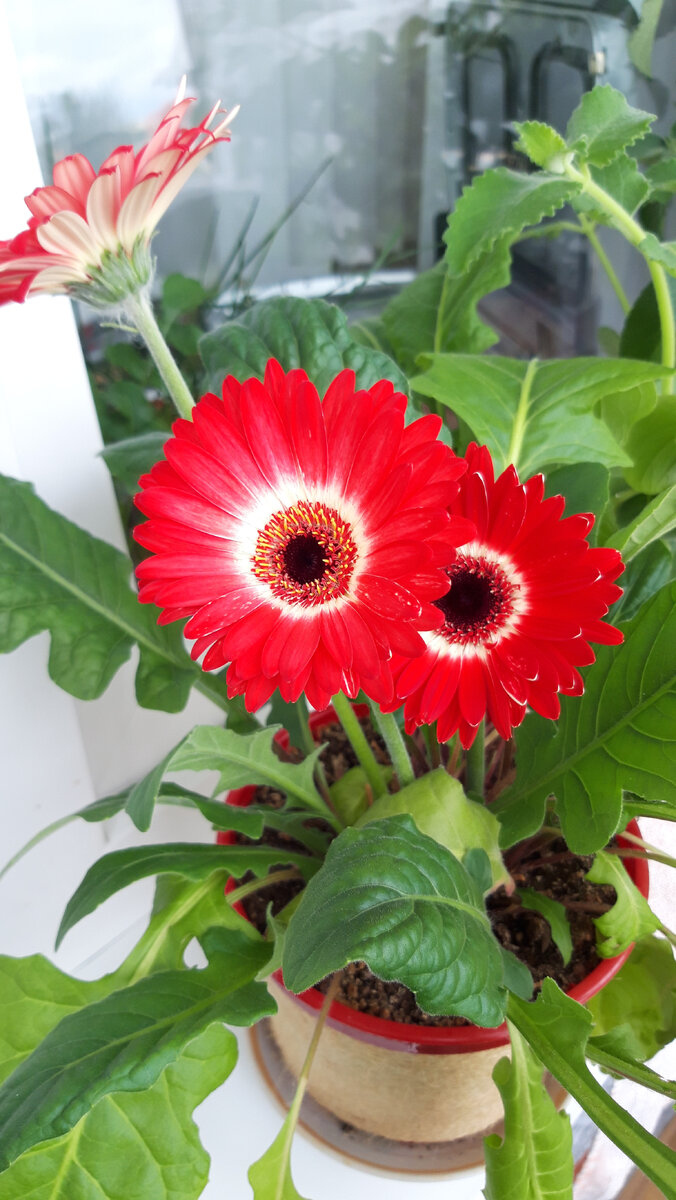 фотография автора