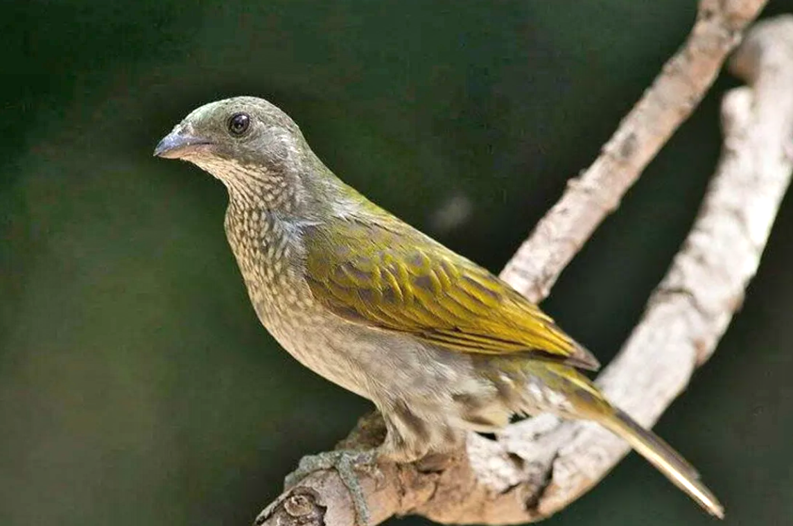 Пчелиная кукушка – еще одно название птицы. Фото: https: aminoapps.com