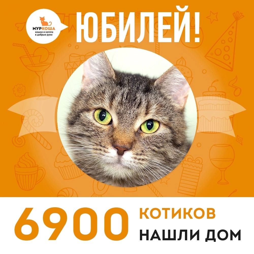 Не так давно в adoption центре «Муркоша» был большой праздник! Отправилась домой 6900-ая счастливица, кошечка Пролетарка!
 