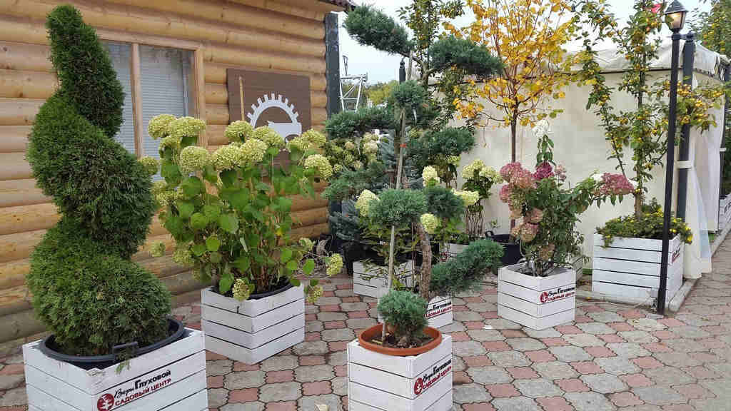 Фото с сайта интернет магазина садового центра Веры Глуховой