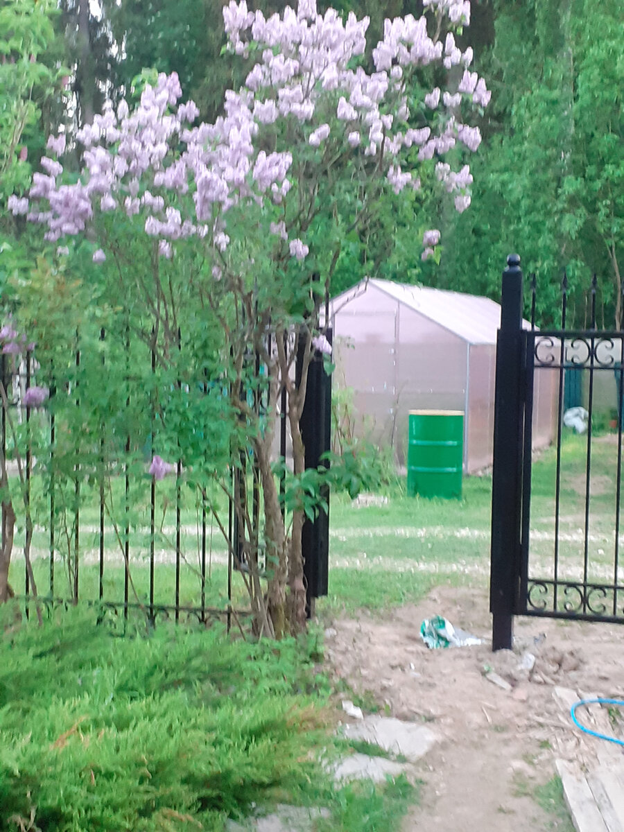 Старая дедушкина сирень в моем саду, ей больше 40 лет.