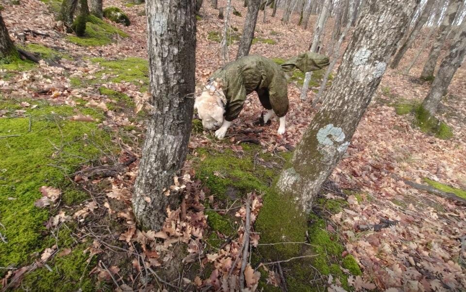 Куба не интересуется, он снег лижет собственным носом.