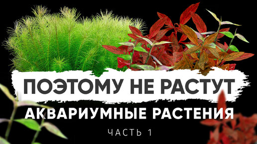 Почему не растут растения в аквариуме. Часть 1. Параметры воды для аквариумных растений