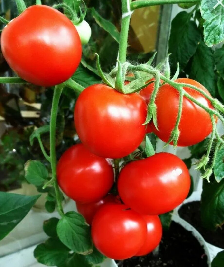 томат щелковский ранний сибирский сад. сорт томатов щелковский ранний. томат щелковский ранний. томат сорта щелковский щелковский ранний. щелковский ранний томат описание.