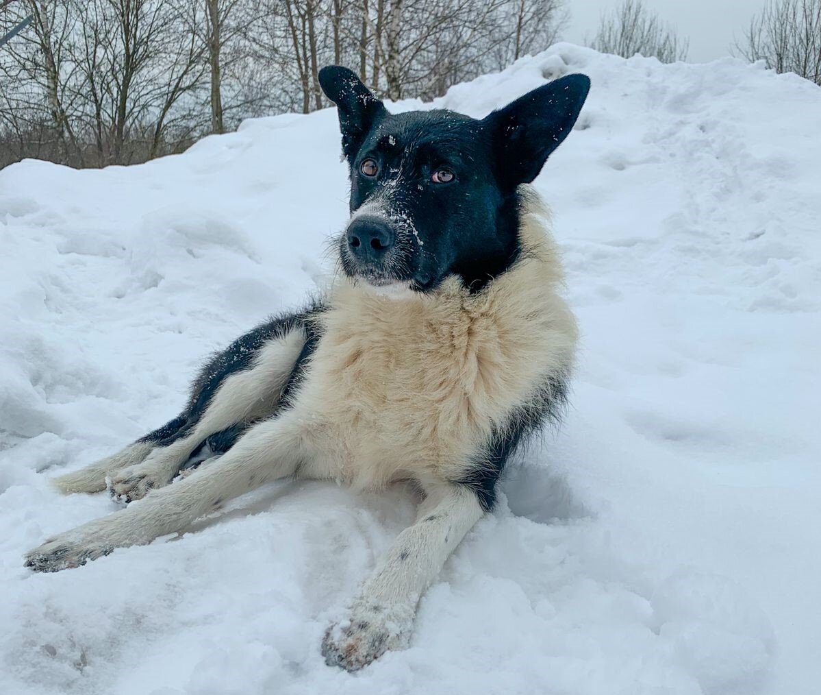 Ведь сразу видно, что этот пёс - Дружок