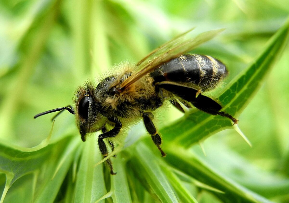 Пчелы и осы: чем различаются и кто опасней для человека | Бризмаркет.ру |  Дзен