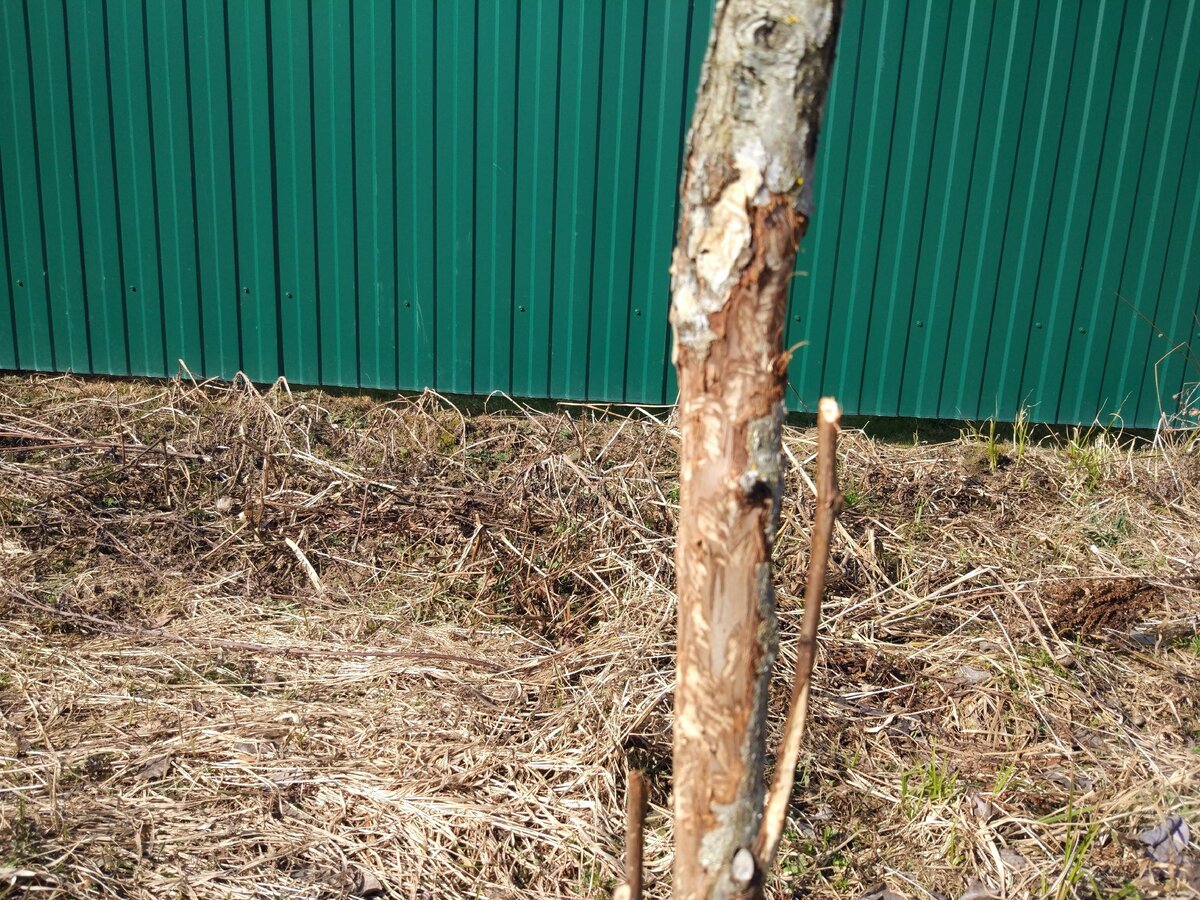 До кадмия обгрызано все!