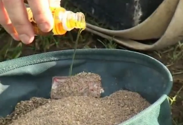 Весенняя прикормка для плотвы (обзор и рецепты смесей)