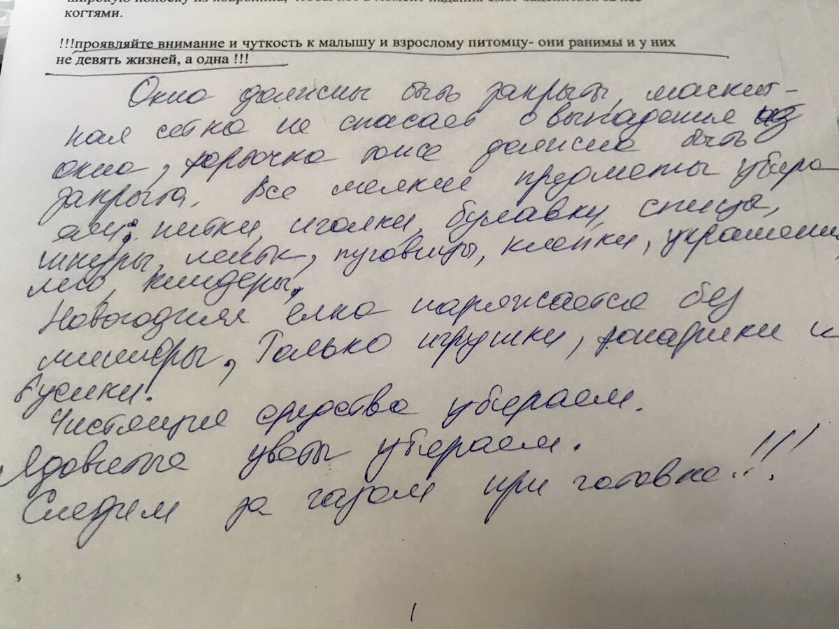 Мейн-куны на высоте.Почему в моем доме все боятся открытых форточек. | Два  Мейн-куна | Дзен