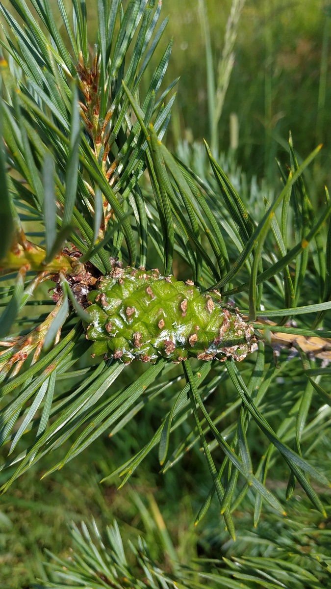 Сосновая шишка