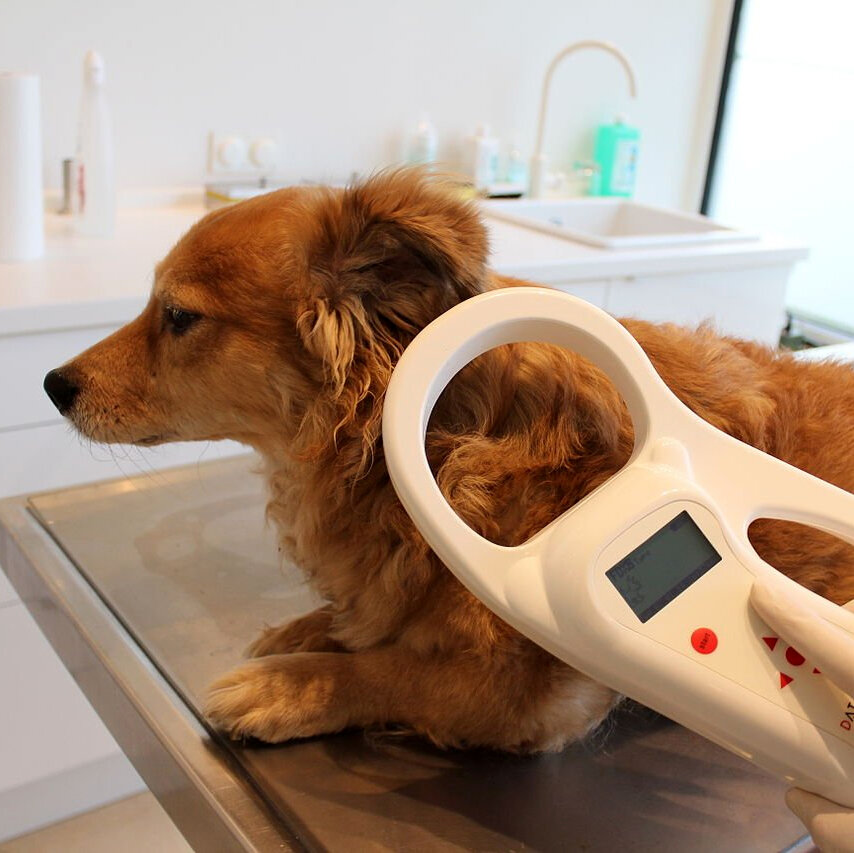 Фото с сайта honesttopaws.com