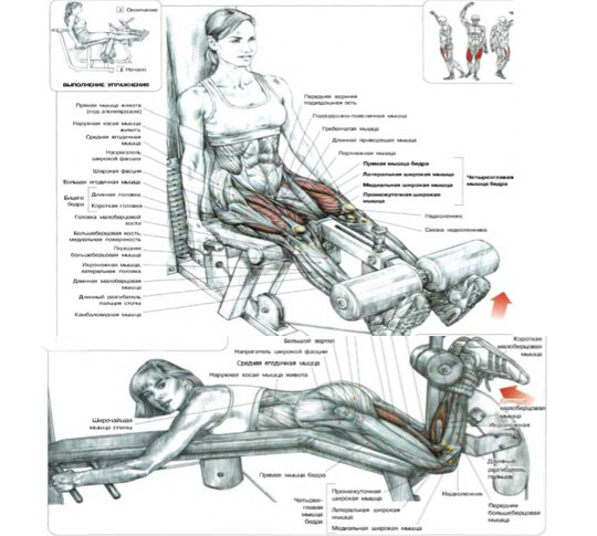 Анатомия силовых упражнений разведение ног