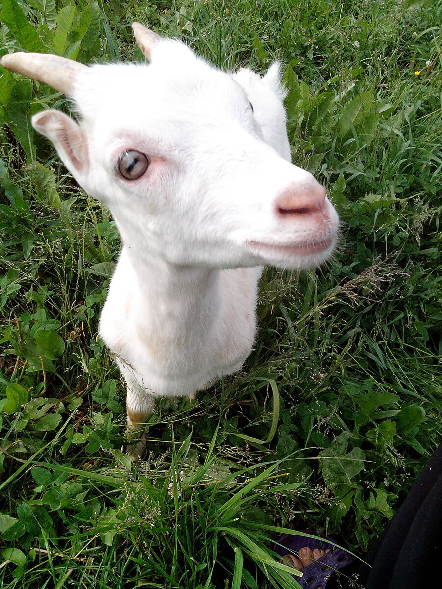 тётя коза. козлик (мини). козленок алиса. коза. маленькие рожки у козлят.