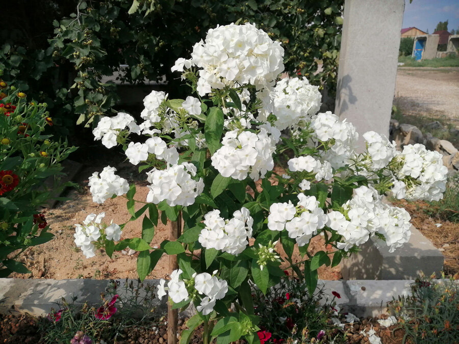 Просто красота!