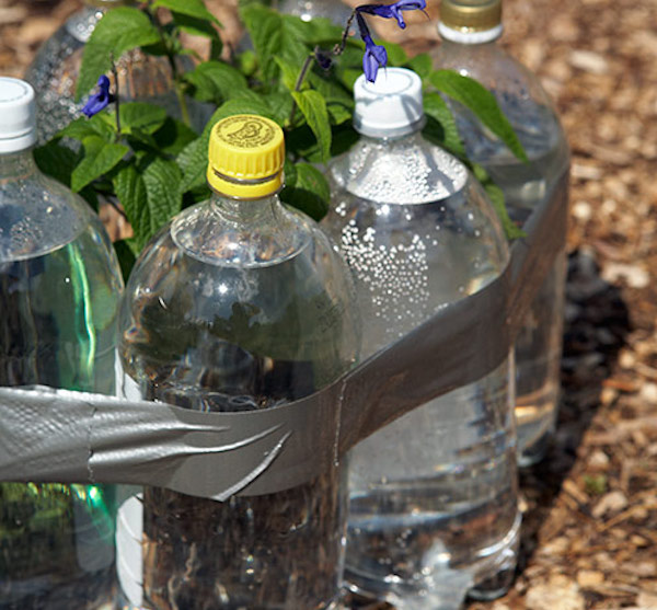Как защитить растение от заморозков. Пластиковые бутылки в теплице для тепла. Бутылки с водой защита от заморозков. Пластиковая бутылка для заморозки. Заморозка зелени в пластиковых бутылках.