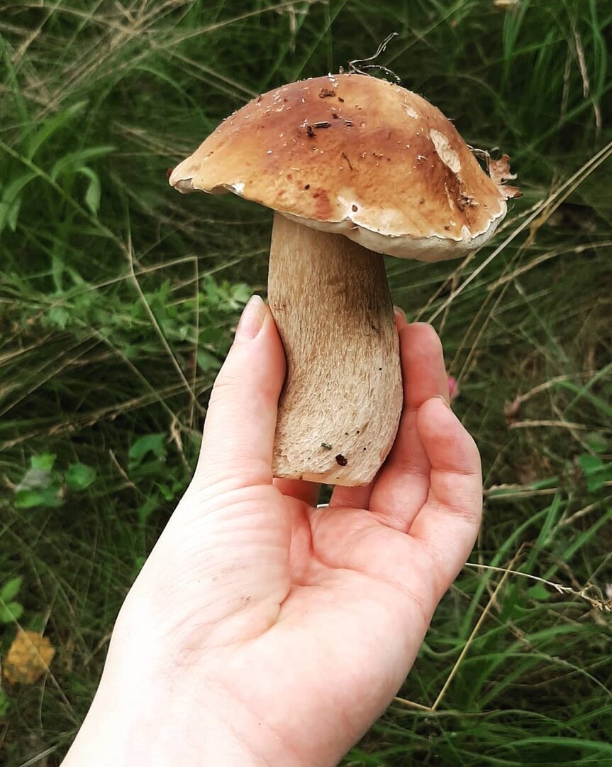 Белый гриб, который я нашла первым в этом году лесу.