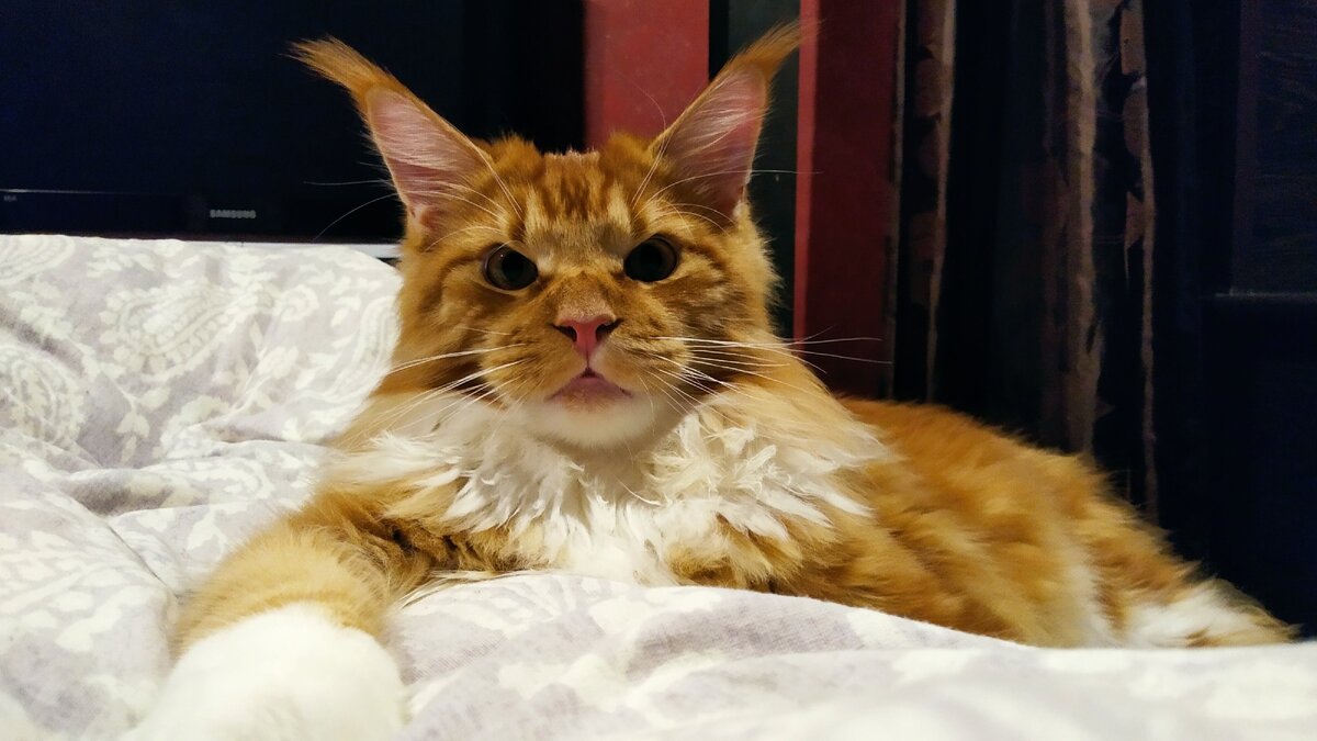 Мейн кун Стëпа 9 месяцев.  