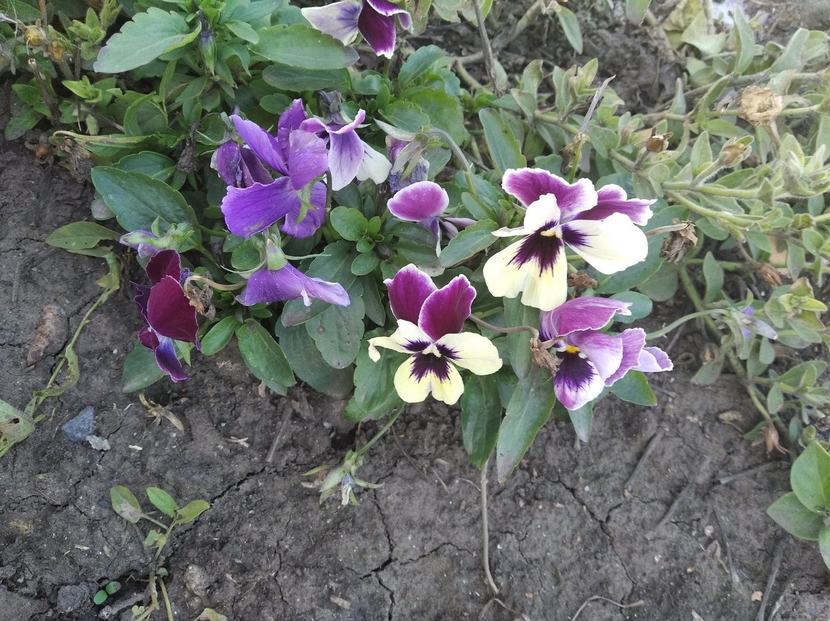 Анютины глазки, или виола – любимые садоводами цветы, которые создают на участке разноцветный и будто бархатный ковер. Характерная оттеночная гамма этого цветка – желто-фиолетовая. На сегодняшний день селекционерами выведено порядка 200 сортов, каждый из которых может стать настоящим украшением клумбы.