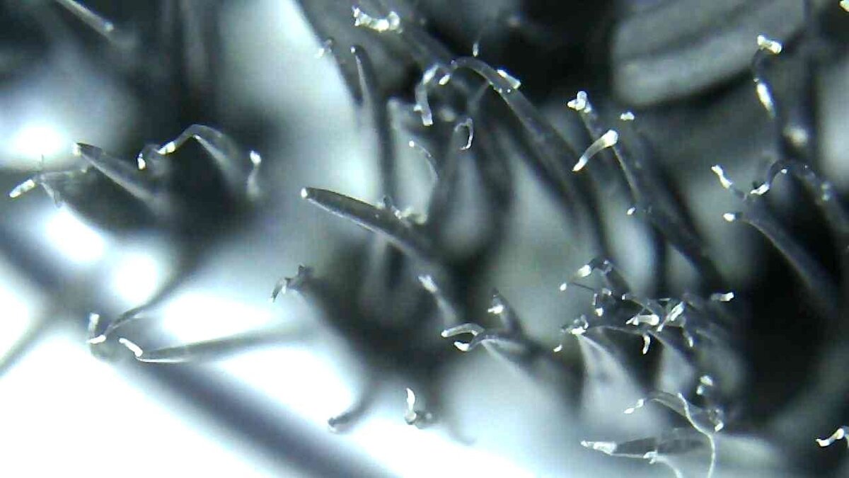 Щетинки старой щётки все сильно изношены и закудрявлены, не собраны в единые стопочки