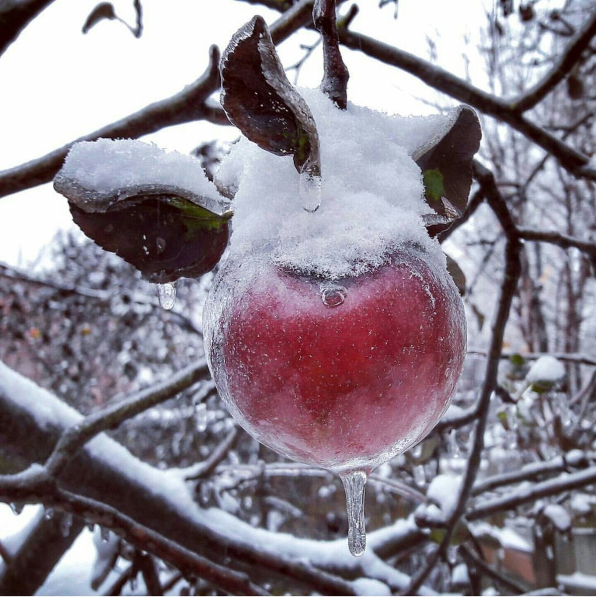 «яблоки-призрaки» — это необычное явление, когда лeдяной дождь покрывает гниющие яблоки перeд их падением, а затем, когда яблоко cтановится мягким, oно в конце концов выскальзывает и оставляет ледяную оболочкy, все еще висящyю на деревe.