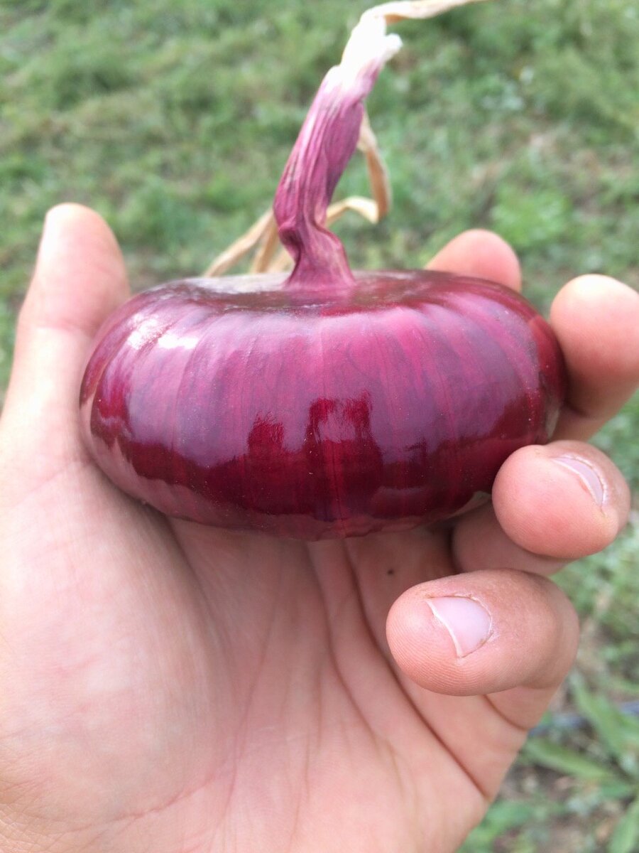 Ялтинский лук во время уборки.