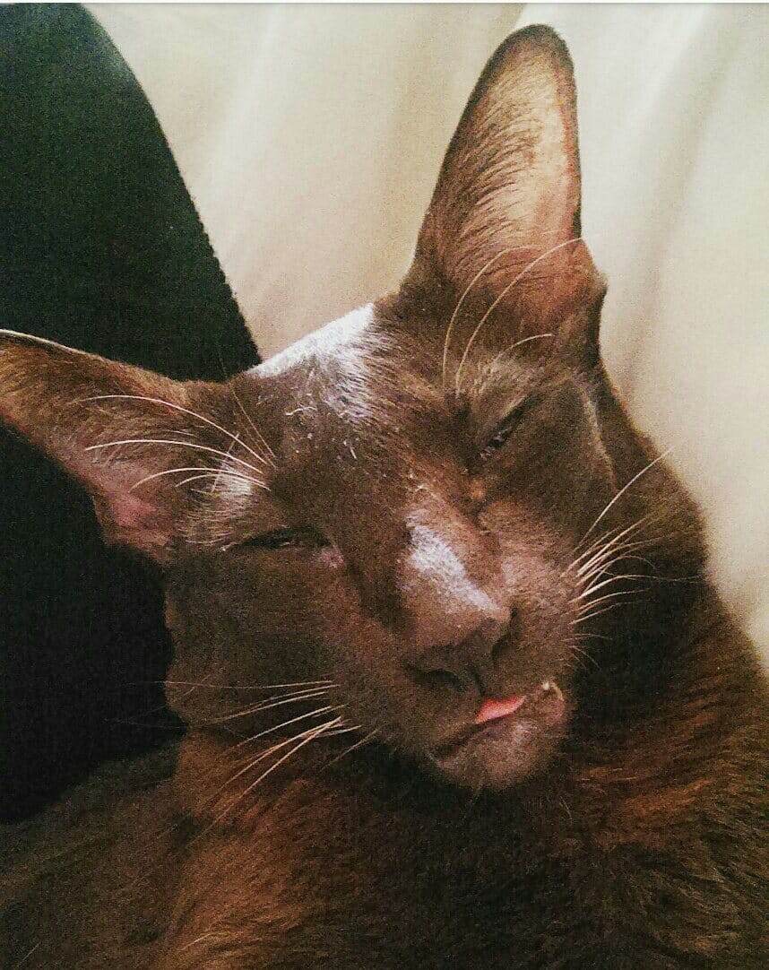 Наглая морда, которой всё простительно