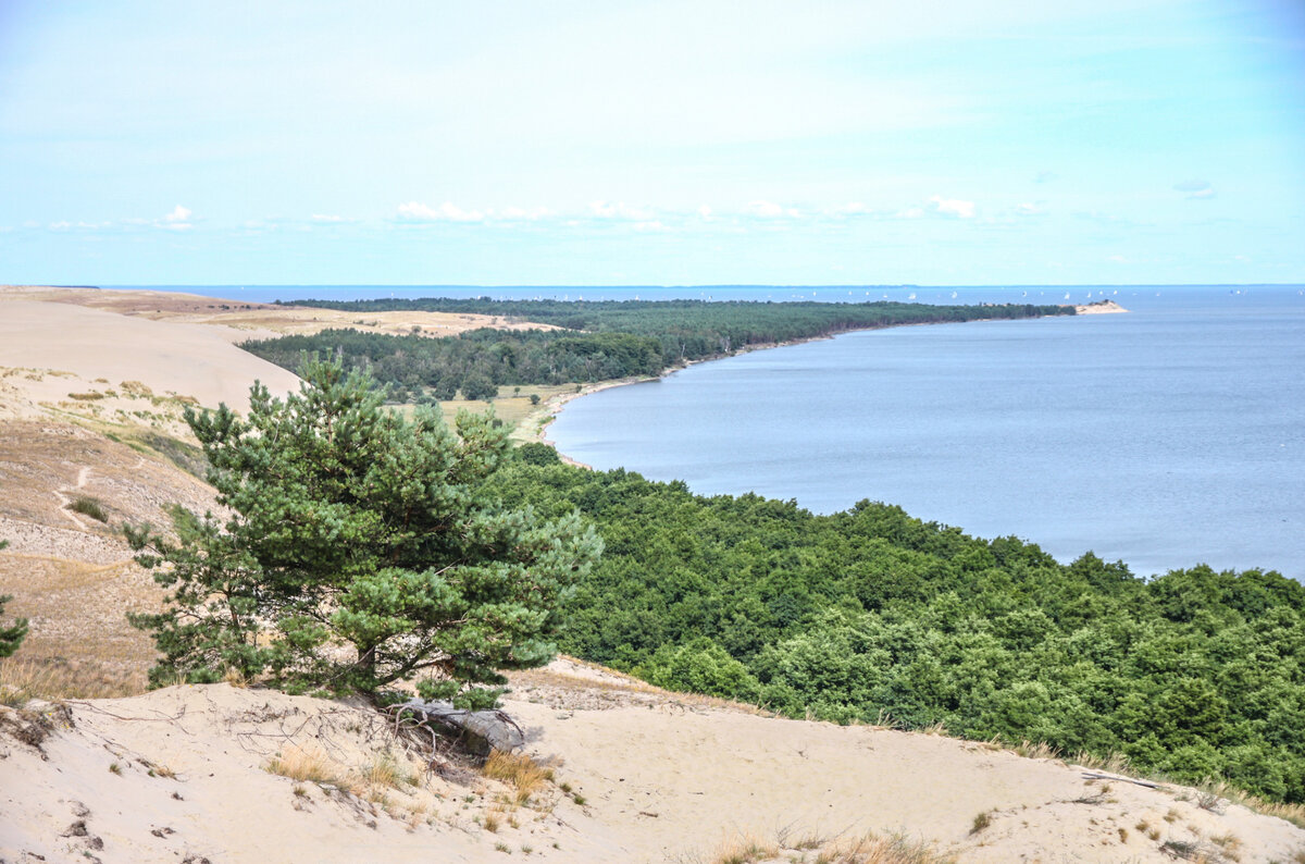 озеро лебедь на куршской косе