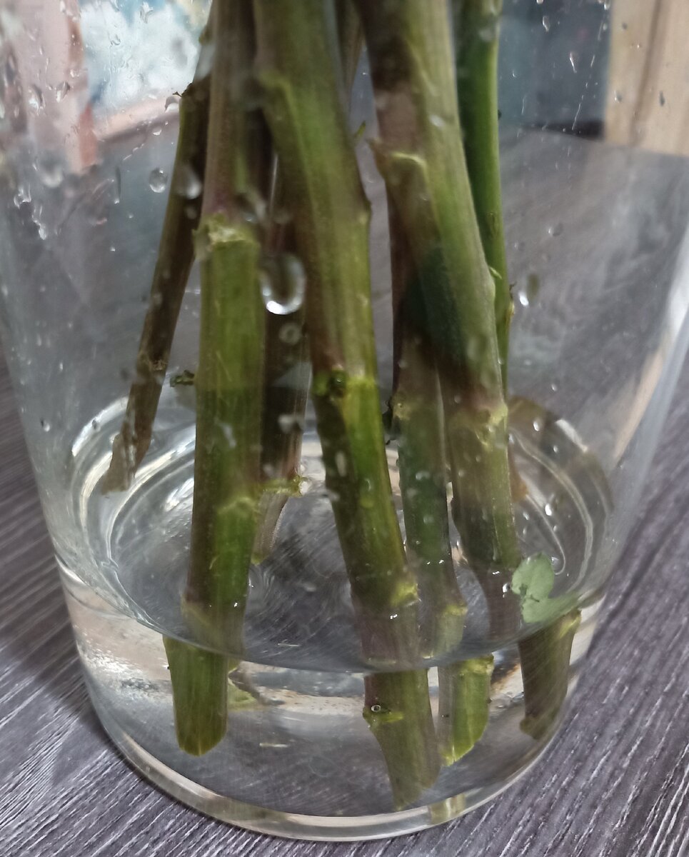 Стебли в воде