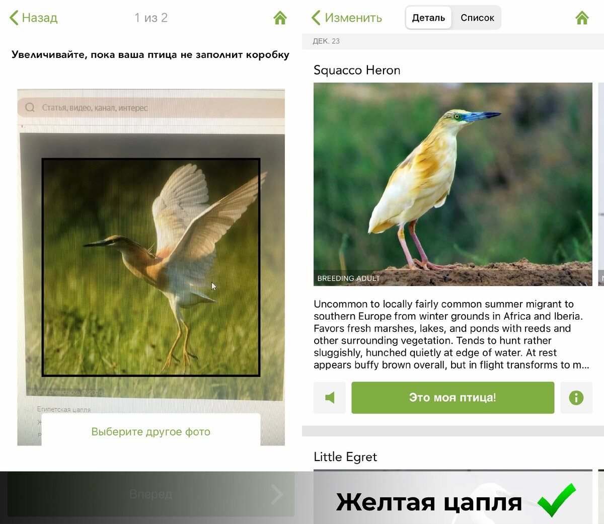 Определить птицу по фото из галереи. Определитель птиц онлайн. Terea pretty bird song. Приложение определяющее птиц. Приложение определяющее птиц.