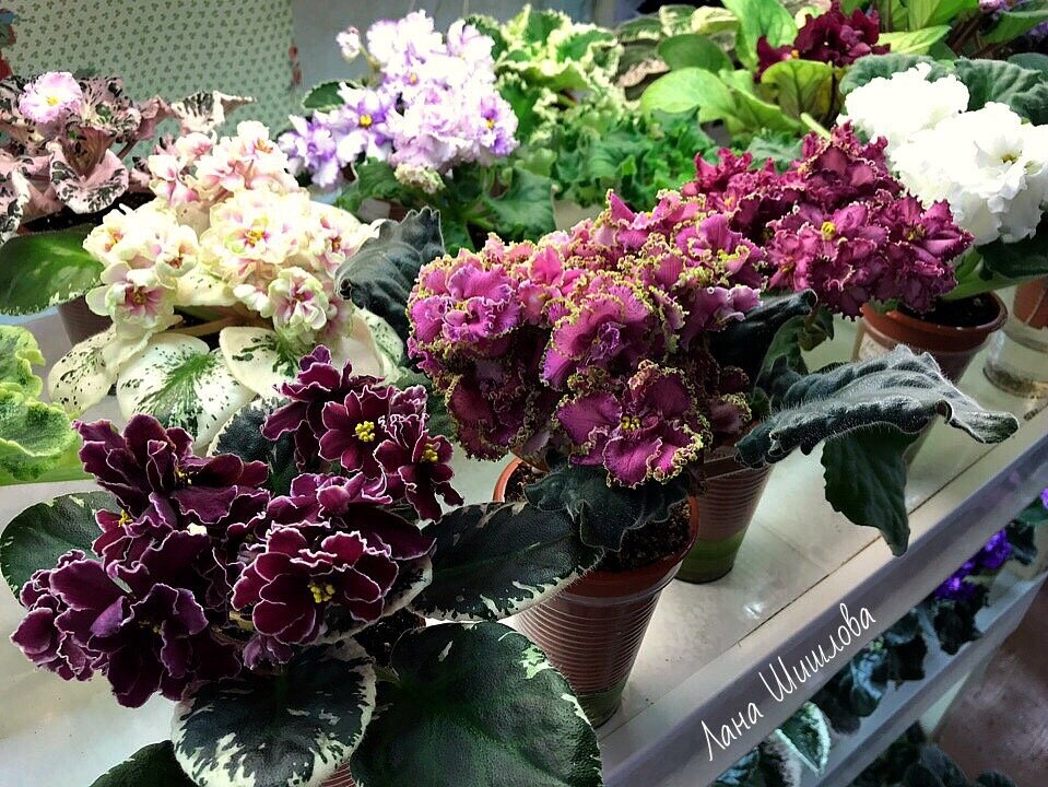 Цветущие фиалки