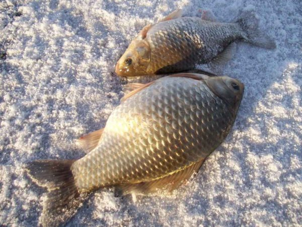 Карась зимой