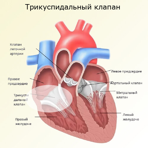 трикуспидальный клапан