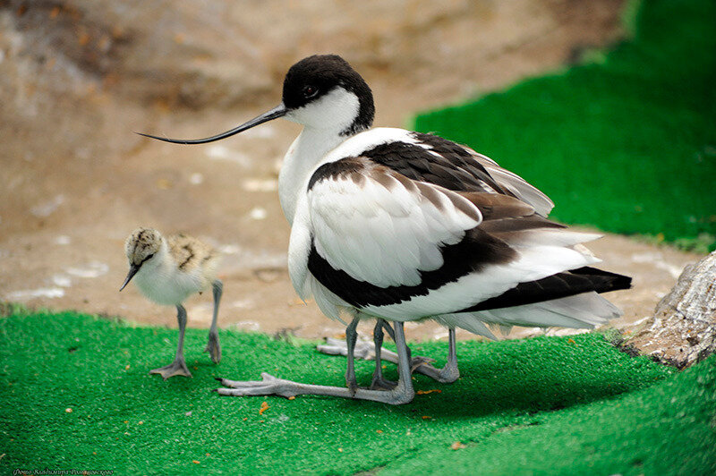 Из свободного доступа